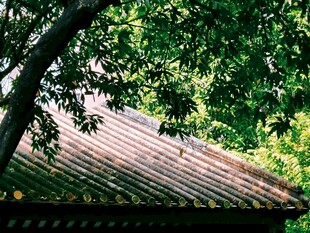绿树
