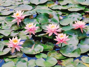 夏日池塘粉色睡莲