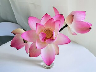 粉色荷花