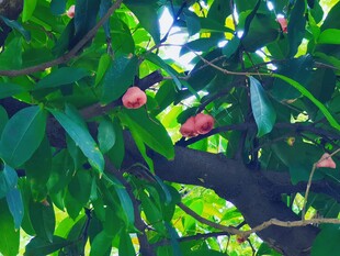 绿叶丛中红果挂枝头