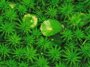 翠绿苔藓自然