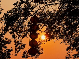 夕照树影黄昏街景