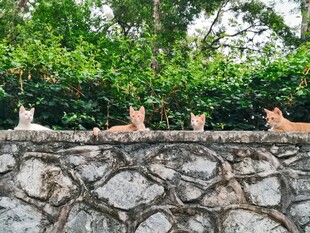 墙头排排站的小猫