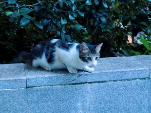 墙头行走的小花猫