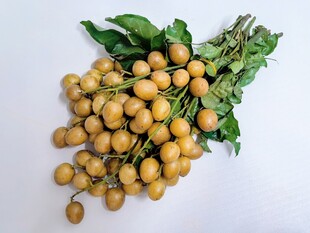 新鲜带叶黄皮果
