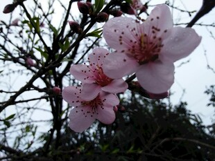 春日枝头桃花绽放
