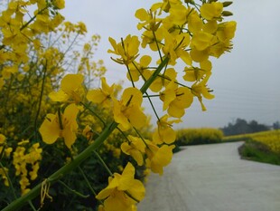 春日河畔油菜花