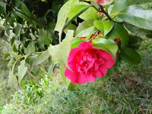 山茶花