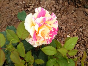 复月季花