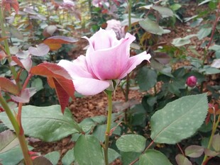 粉色月季花