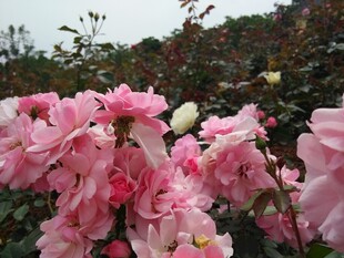 蔷薇花