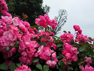 盛放的粉色蔷薇花