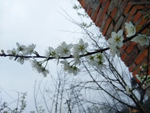 檐下春日白花枝