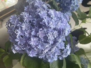 蓝紫色绣球花