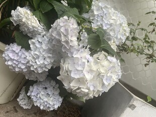 浅紫绣球花束