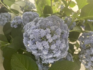 绣球花 