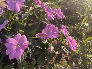 阳光下的紫色小花