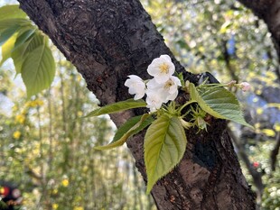 树干上的白色小花