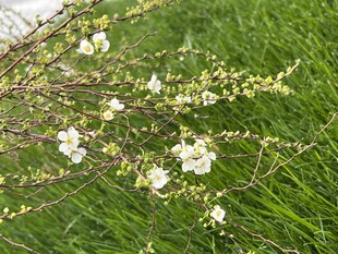 春日白花枝清新景致