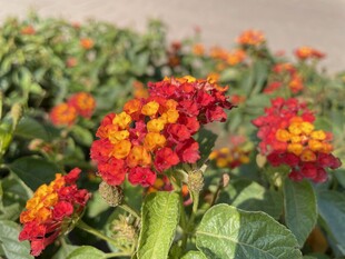 艳丽马缨丹花簇