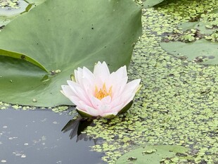 池塘里的粉色睡莲