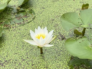 浮萍间的白睡莲