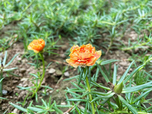 橙色重瓣太阳花
