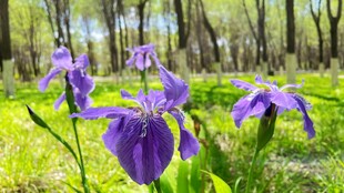 林间紫色鸢尾花