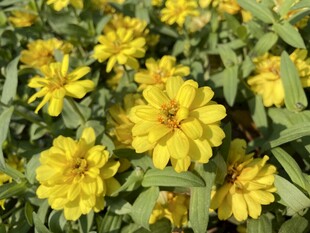 盛开黄色百日菊