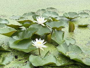 池塘白睡莲自然景观