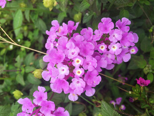 紫花马缨丹花簇