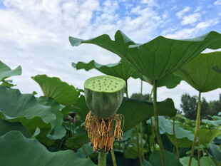 夏日荷塘莲蓬风光