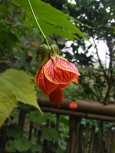 别致红色灯笼花