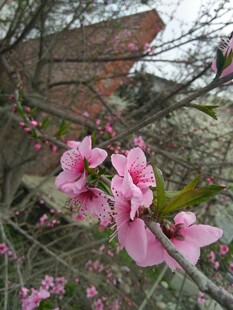 春日粉色桃花绽放