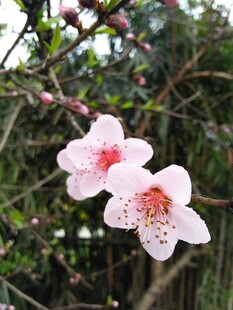 春日桃花