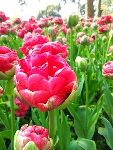 红色重瓣郁金香花田