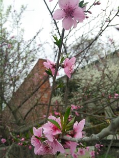 春日粉桃花枝