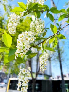 春日枝头垂挂白色花穗
