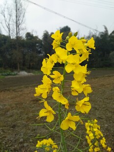 郊野油菜花