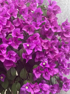 紫色三角梅花丛