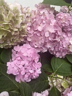 粉紫色绣球花