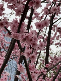 春日粉花树枝仰拍