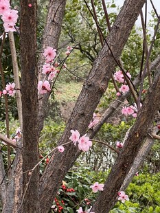 春日枝头粉花绽放