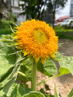 重瓣向日葵
