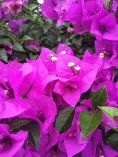 艳紫三角梅花丛