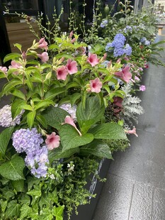 沿街花境绿植花卉景观