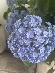 蓝紫色绣球花