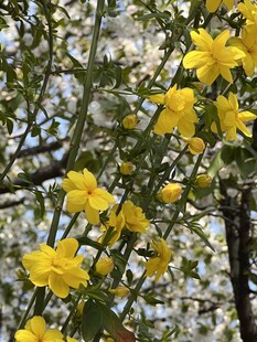 春日迎春花枝头盛放