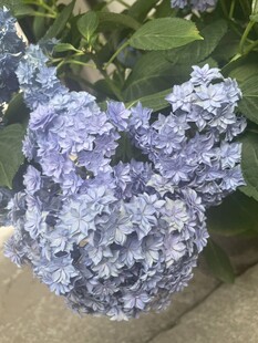 蓝紫色绣球花