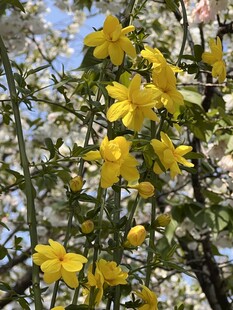 春日盛放黄色花簇